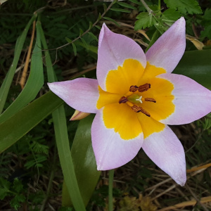 Tulipe (Tulipa gesneriana)